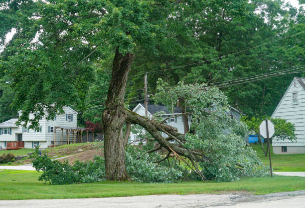 Best Tree Care Services  in Lorane, PA